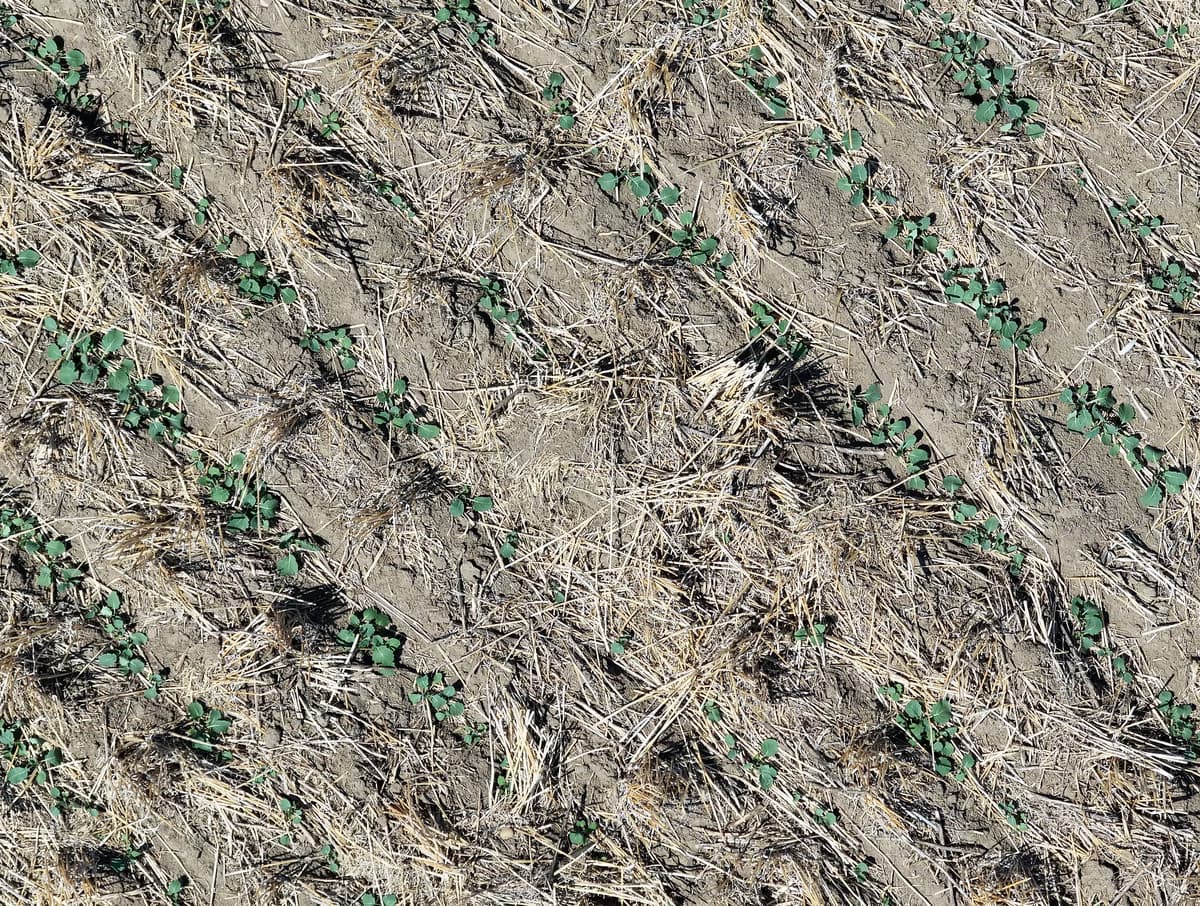 RGB aerial field capture