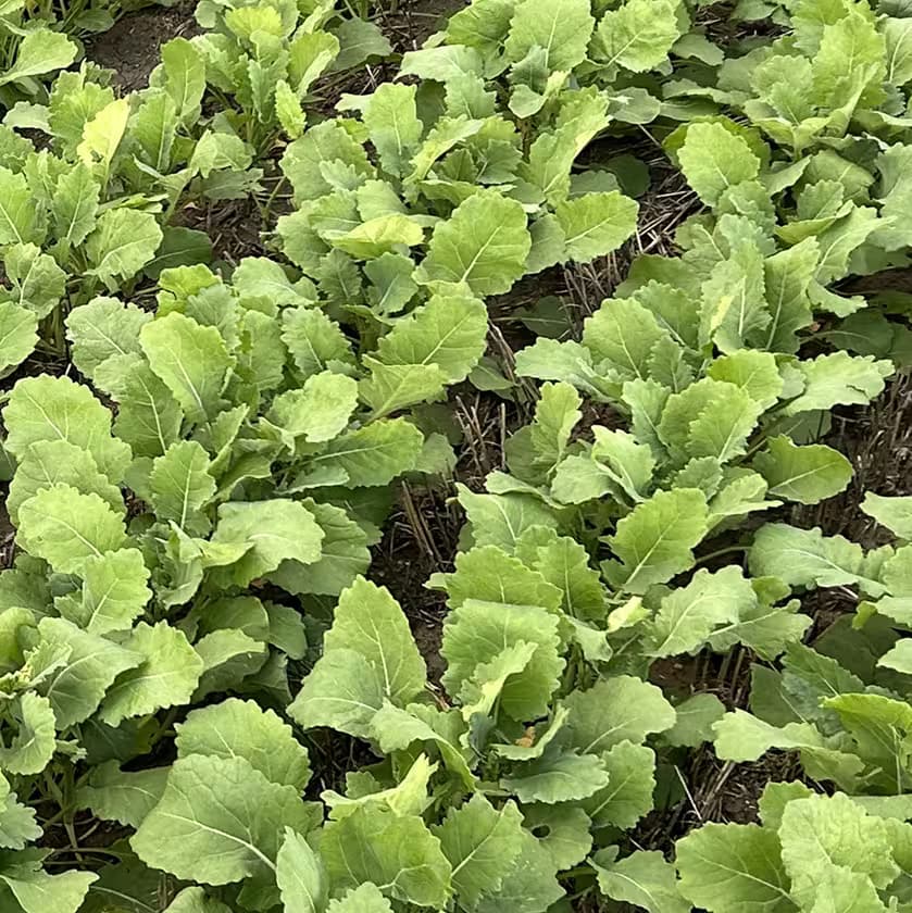Canola crop sample