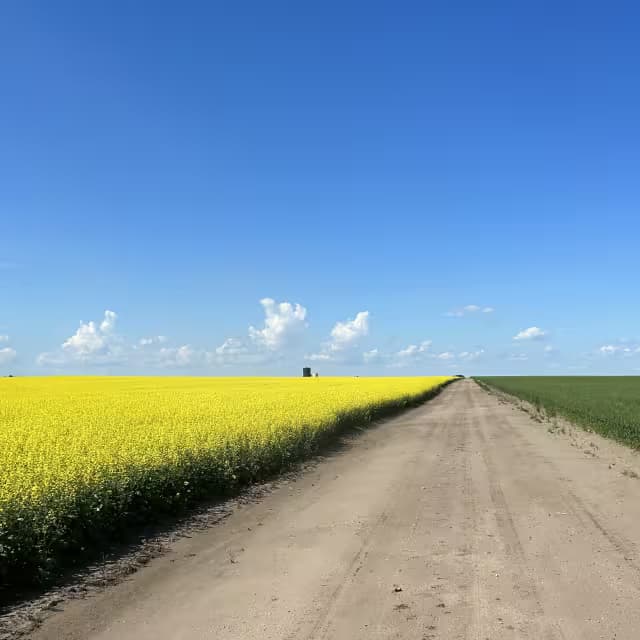 Founder standing in a canola field
